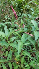 Persicaria elatior