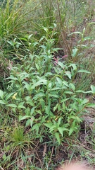 Persicaria elatior