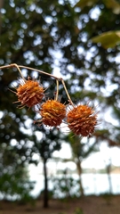 Terminalia phillyreifolia