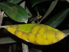Venturia oleaginea