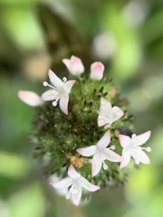 Spermacoce ocymoides