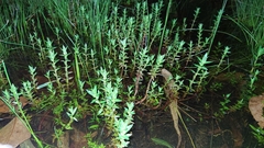 Rotala tripartita