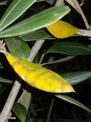 Venturia oleaginea