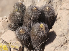 Copiapoa atacamensis