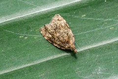 Gatesclarkeana idia