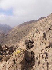 Copiapoa atacamensis