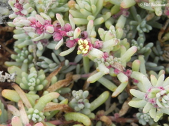 Suaeda foliosa