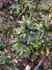 Anthoceros macounii
