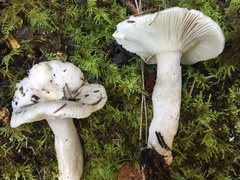 Russula stuntzii