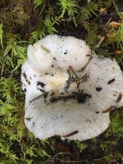 Russula stuntzii
