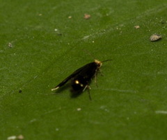 Micropterigidae