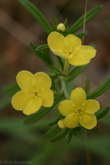 Lithospermum mirabile