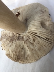 Tricholoma nigrum