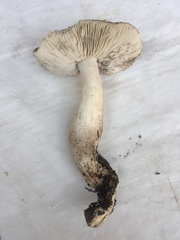 Tricholoma nigrum