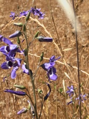 Conanthera trimaculata
