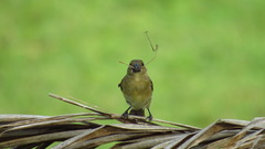 Sporophila americana