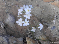 Zephyra elegans