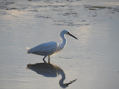 Egretta thula