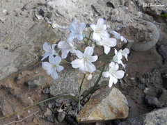 Zephyra elegans