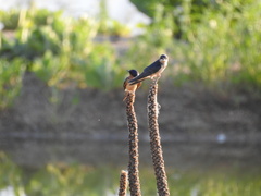 Hirundo rustica