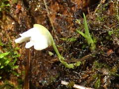 Maxillaria angustissima