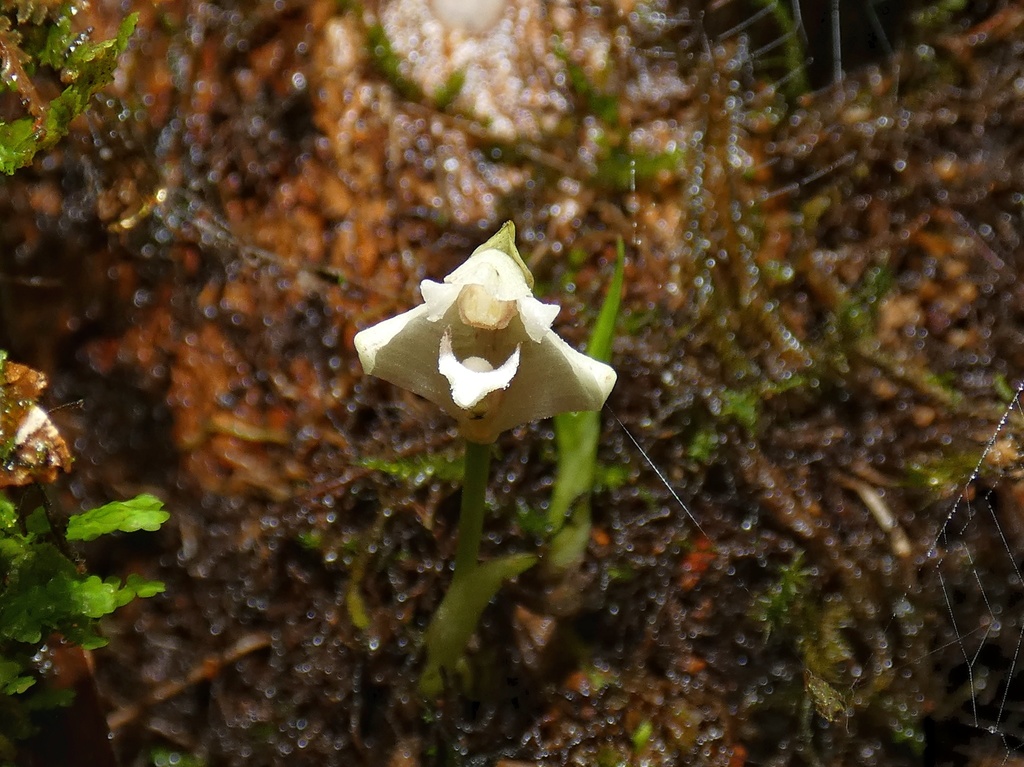 Maxillaria angustissima