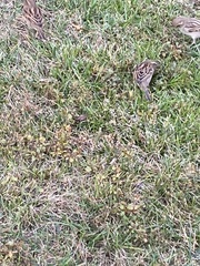 Passer domesticus