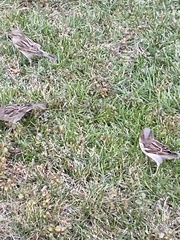Passer domesticus