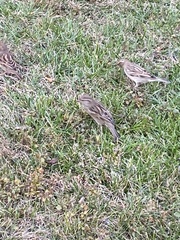 Passer domesticus