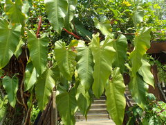 Philodendron erubescens