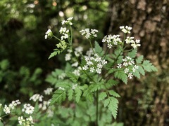 Anthriscus cerefolium