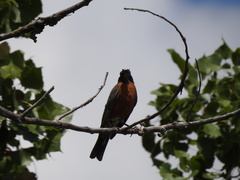 Turdus migratorius