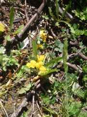 Lotus corniculatus