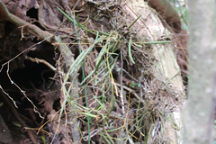 Dendrobium schoeninum