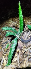 Asplenium normale normale