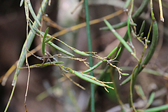 Dendrobium schoeninum