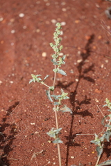 Atriplex semilunaris