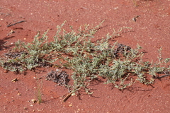 Atriplex semilunaris