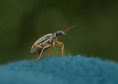 Epicauta fulvicornis