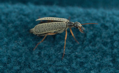Epicauta fulvicornis