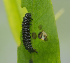 Macrohaltica transversa