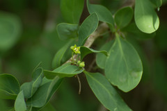 Acanthosyris spinescens