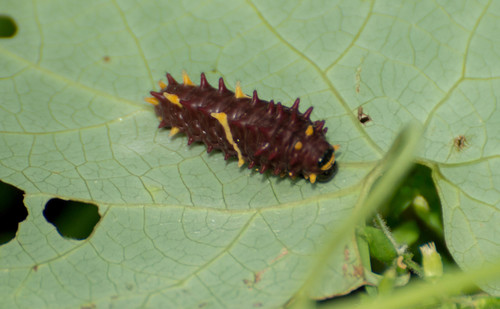 Viuda del Monte