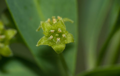 Acanthosyris spinescens