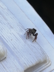 Macaroeris nidicolens
