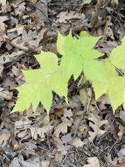 Acer glabrum neomexicanum
