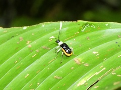 Paratriarius