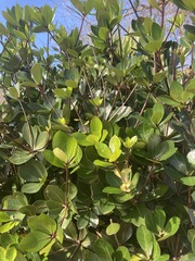 Pittosporum roimata