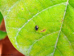 Scymnobius ecuadoricus