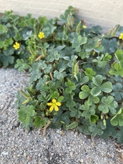 Oxalis californica